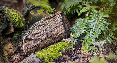 Buy stock photo A series of beautiful garden photos