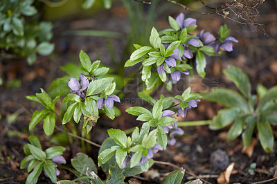 Buy stock photo A series of beautiful garden photos