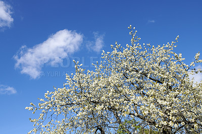 Buy stock photo Sweet Cherry blossoms on a tree against a blue sky background with copy space. Closeup of small white wild flowers growing in a peaceful forest. Beautiful flowerheads blooming on branches outdoors