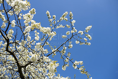 Buy stock photo Vibrant Plum Blossom tree blooming outdoors in nature with a blue sky background in summer. Branches covered by blossoming white flowers on a spring afternoon. Detail of botanical plants outside