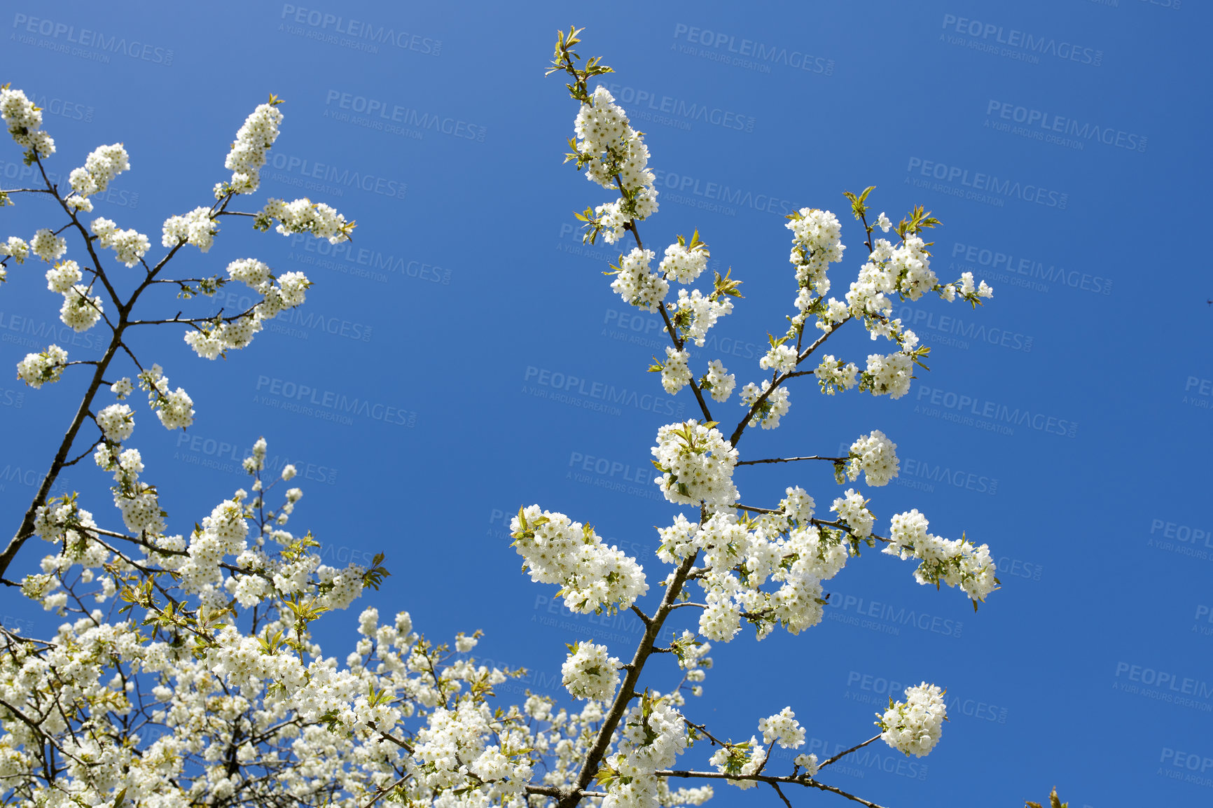 Buy stock photo White cherry blossom flowers growing on a green branch in a home garden and isolated against blue sky with copy space. Texture detail and bunch of blossoming plants on sweet fruit tree in backyard