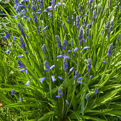 Buy stock photo Delicate blue flowers growing on a green plant in a field in spring with copy space. Closeup landscape of nature and view of bluebells or indigo hyacinths growing in a lush meadow or backyard garden