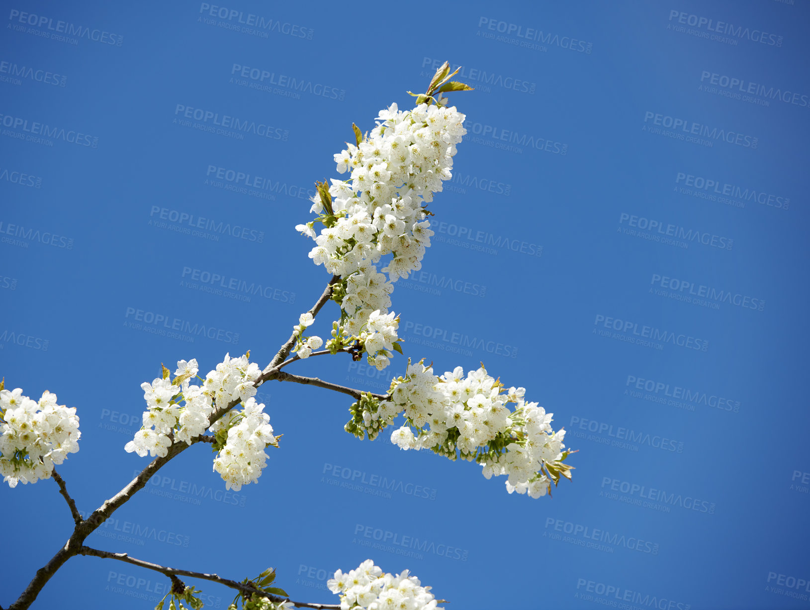 Buy stock photo White cherry blossom flowers growing on a green branch in a home garden and isolated against blue sky with copy space. Low angle view of bunch of blossoming plants on a sweet fruit tree in a backyard