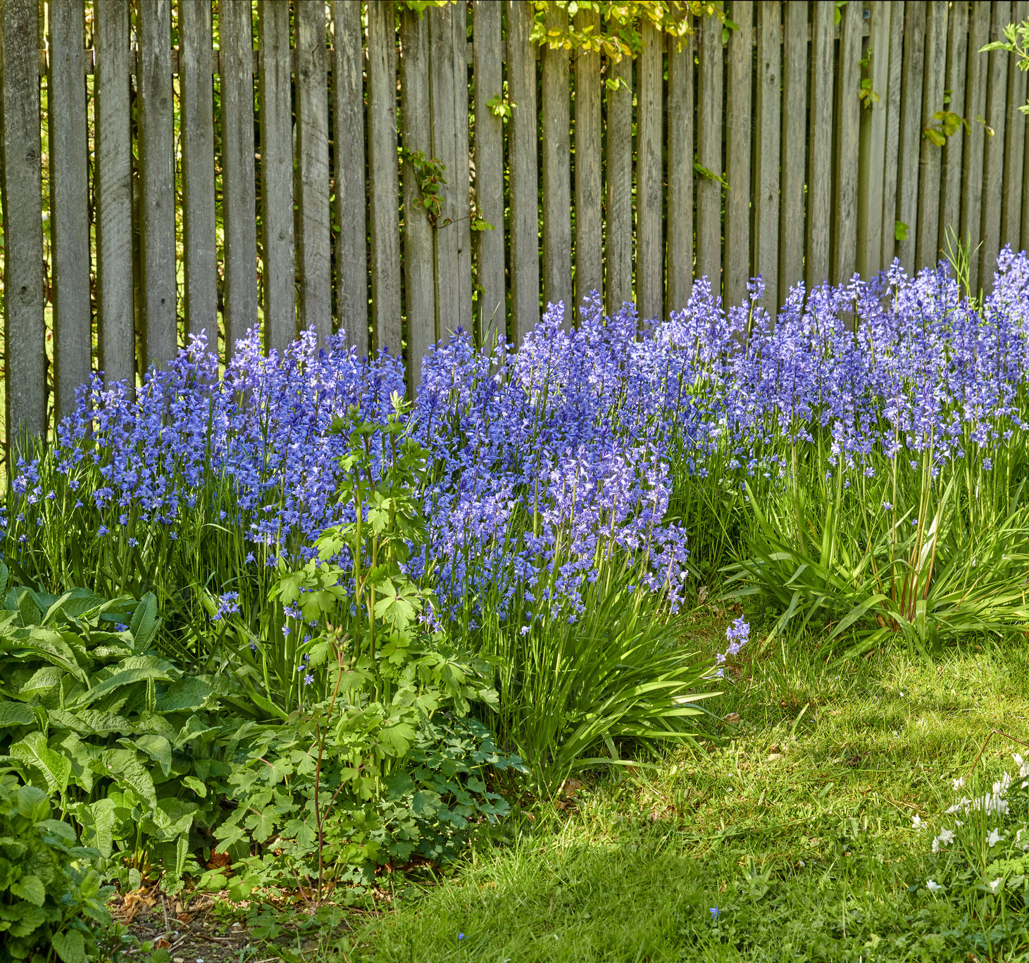 Buy stock photo Closeup of Bluebell growing in a green garden in springtime with a wooden gate background. Macro details of blue flowers in harmony with nature, tranquil wild flowerbed in a zen, quiet backyard