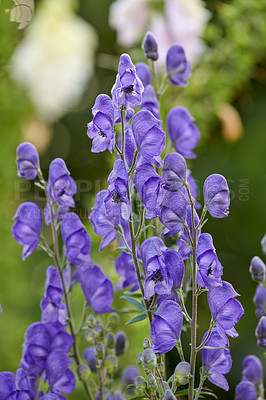 Buy stock photo A series of beautiful garden photos