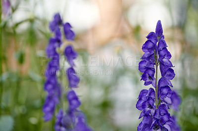 Buy stock photo A series of beautiful garden photos