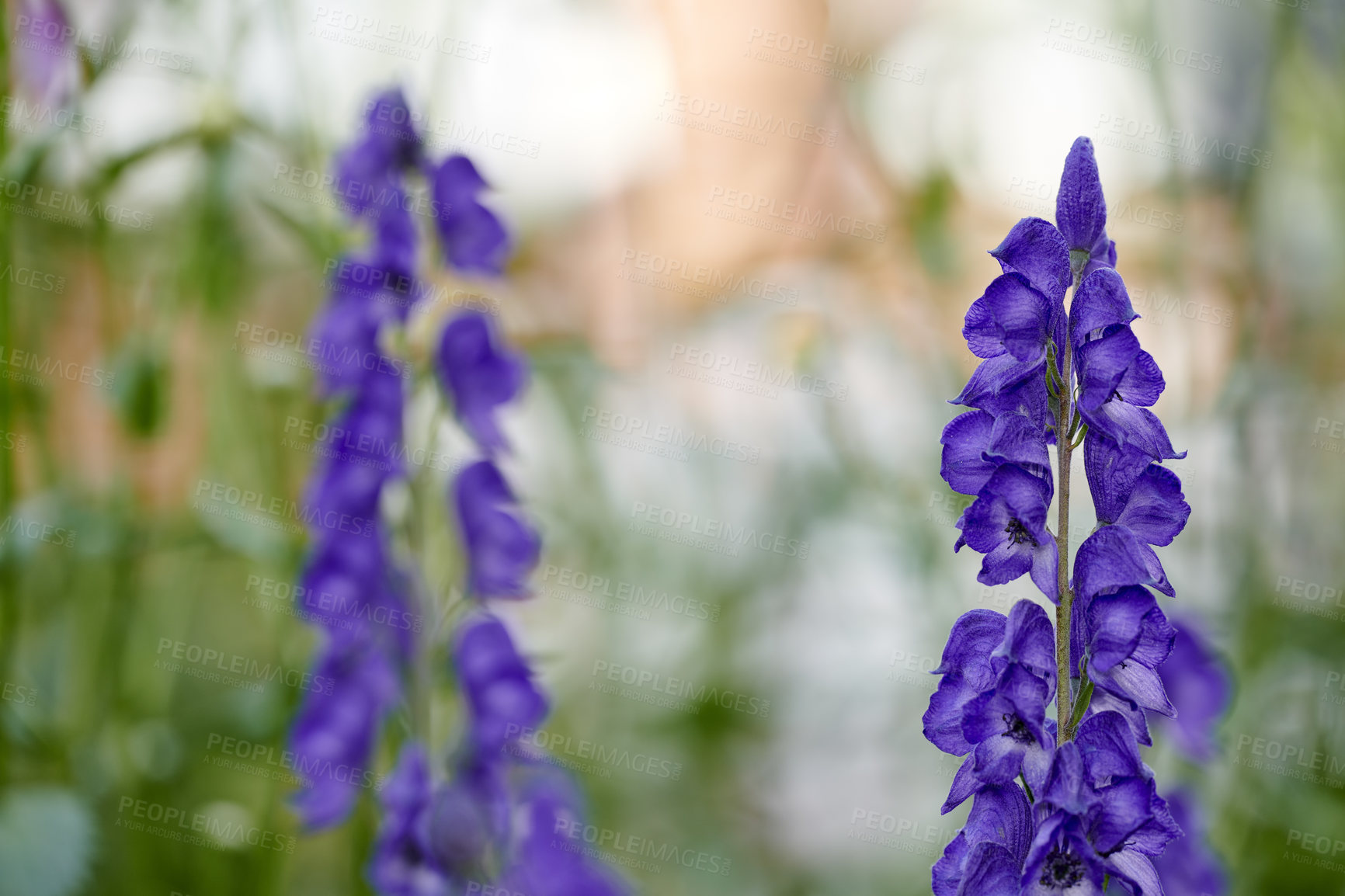 Buy stock photo A series of beautiful garden photos