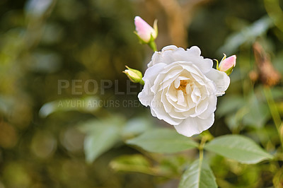 Buy stock photo A photo of a beautiful rose