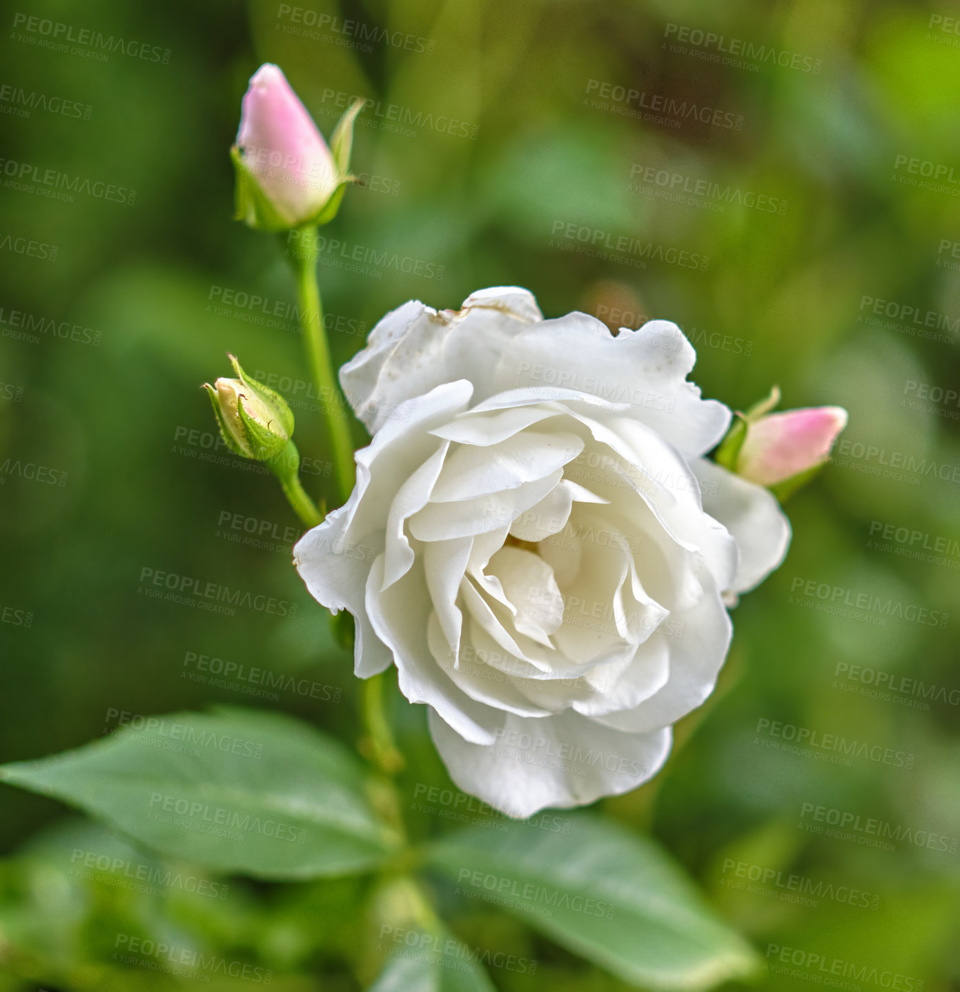 Buy stock photo A photo of a beautiful rose