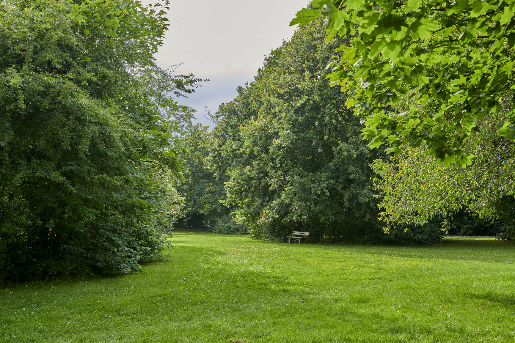 Buy stock photo A serene, cultivated forest garden with seating for rest and relaxation. Beautiful green lawn of grass covered in scattered, white budding flowers on Spring day. A place to relax after a walk