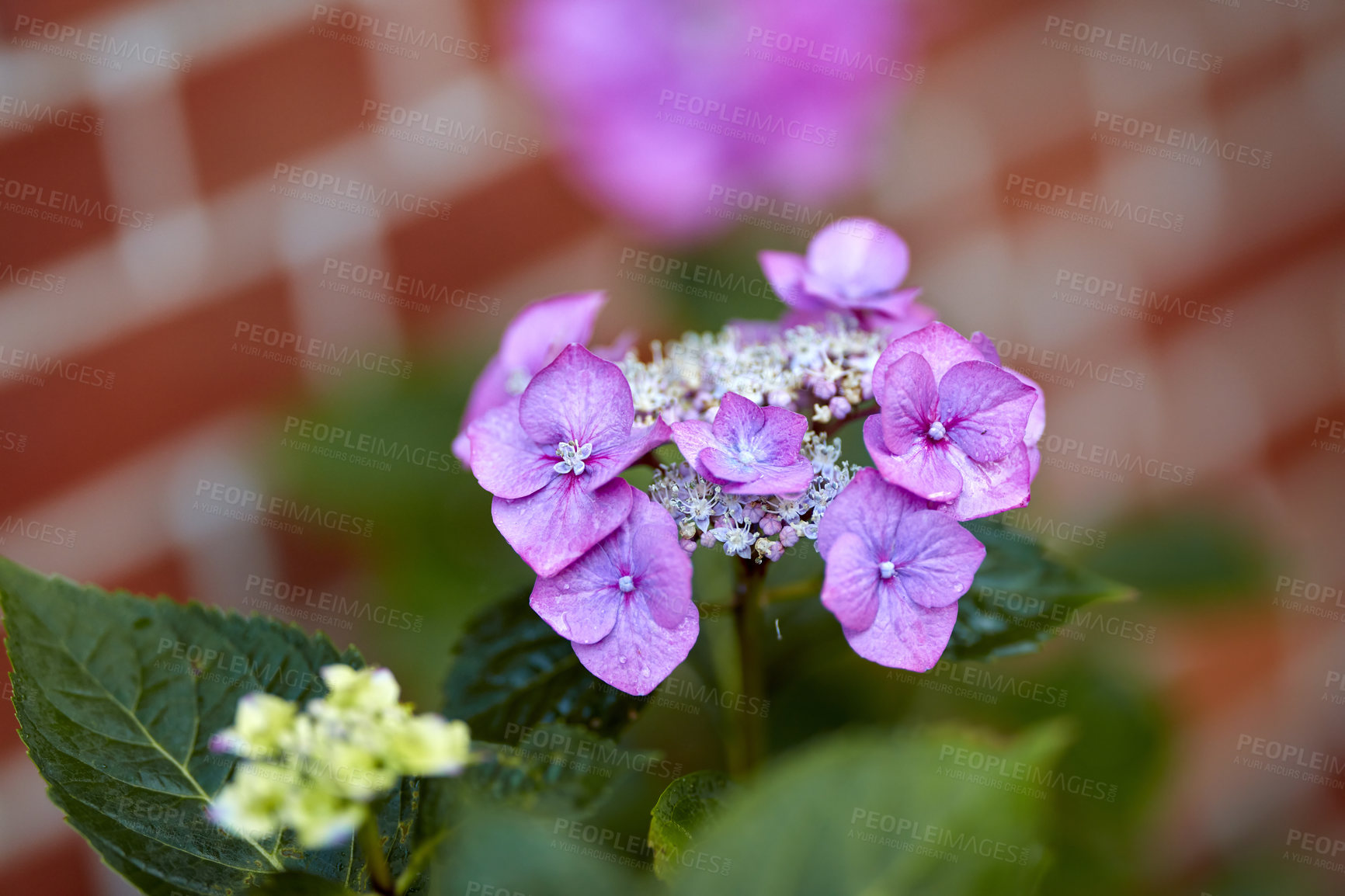 Buy stock photo A series of beautiful garden photos