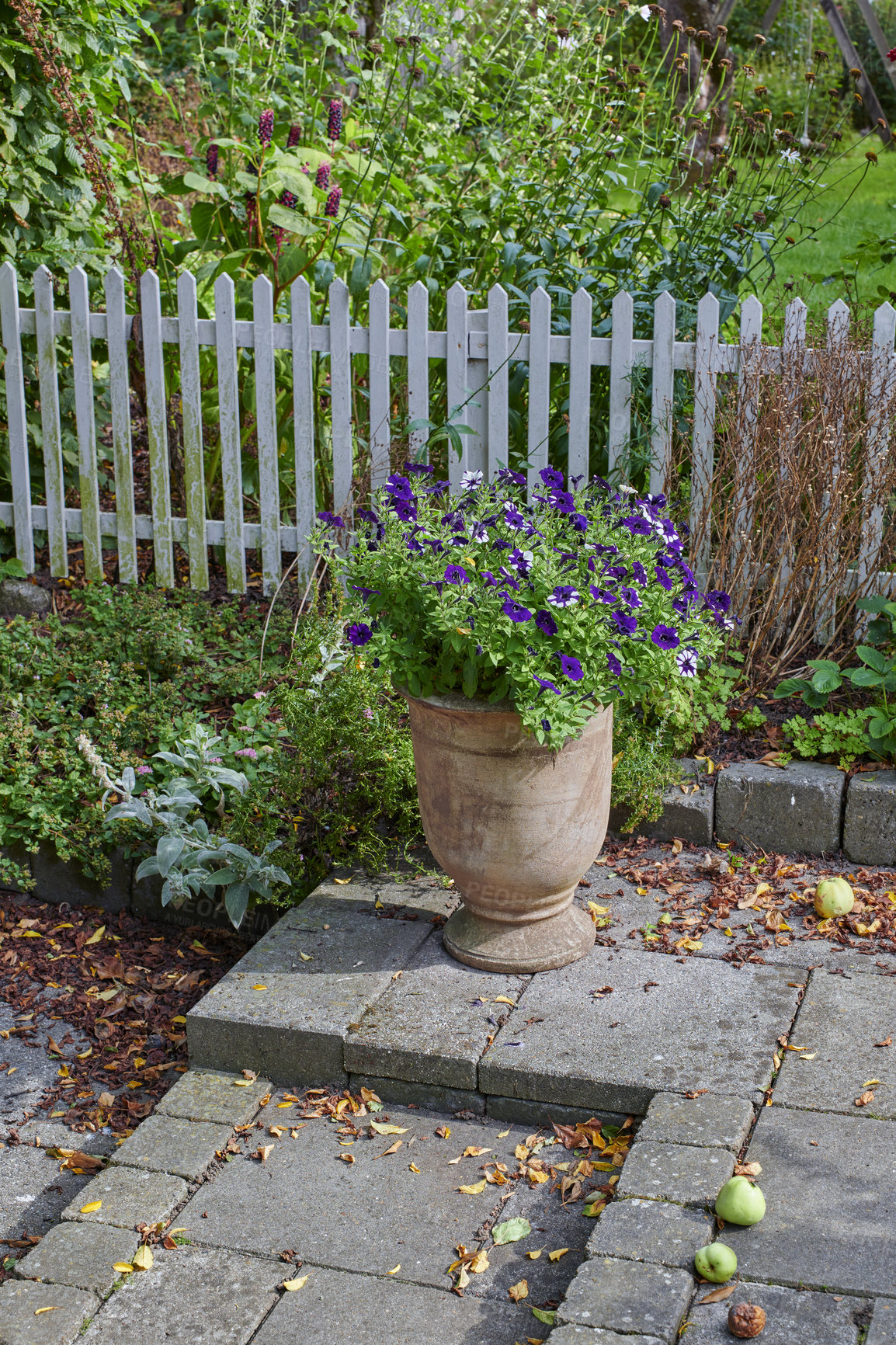 Buy stock photo Purple Petunia flowers in a garden. Beautiful ornamental potted plant growing outside in a green backyard patio during autumn. Pretty seasonal decoration plants for outdoor landscaping