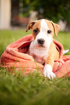 Buy stock photo Shot of puppy wrapped in a blanket on the lawn