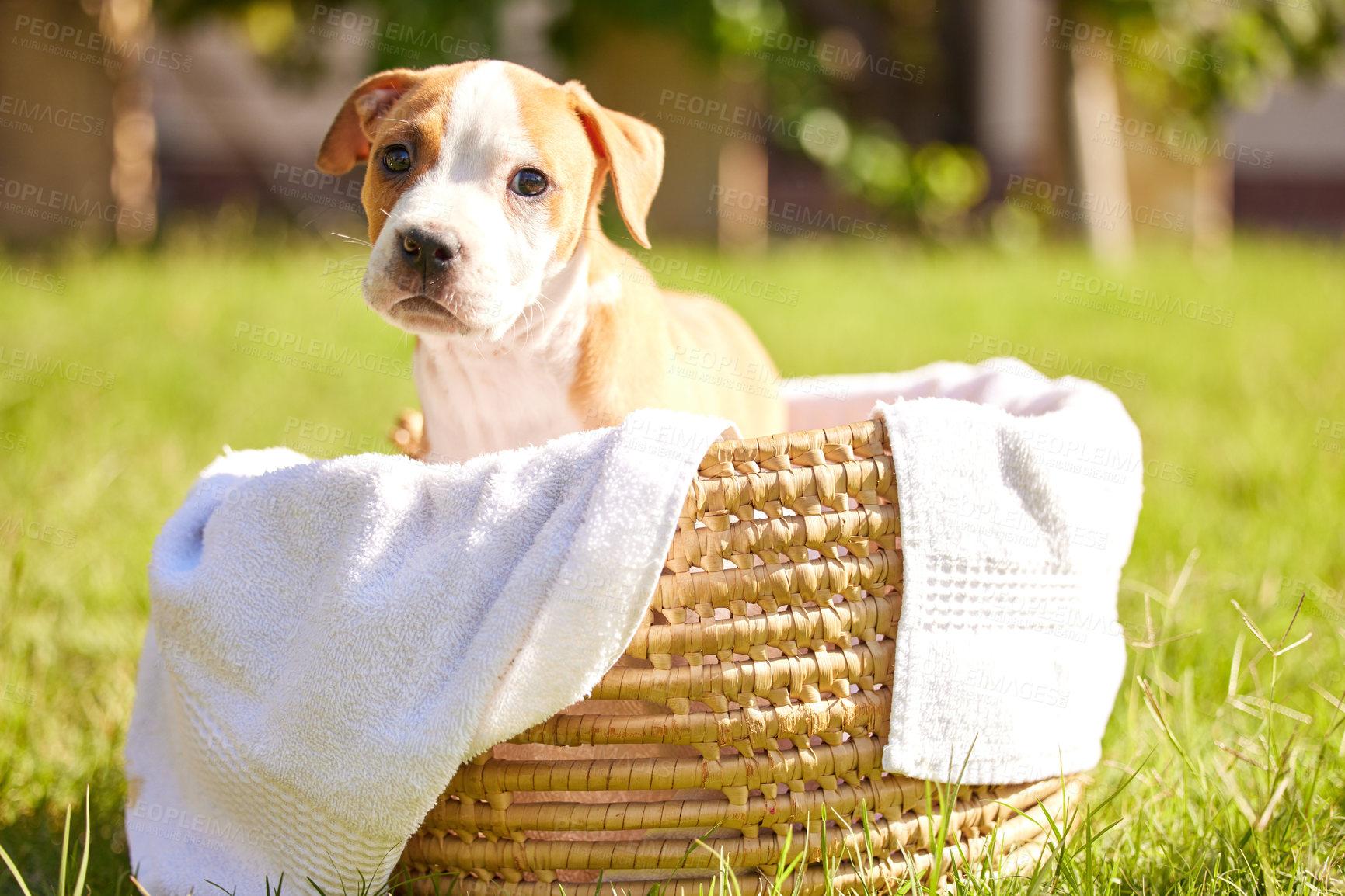 Buy stock photo Shot of a pitbull puppy sitting in a basket on a lawn