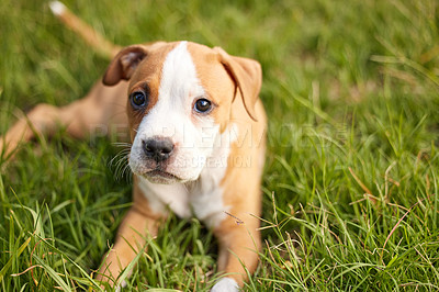 Buy stock photo Shot of young puppy lying on the grass