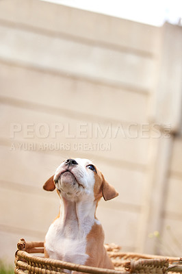 Buy stock photo Shot of pitbull puppy in a basket