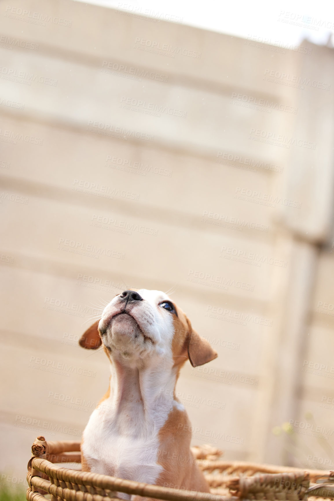 Buy stock photo Shot of pitbull puppy in a basket