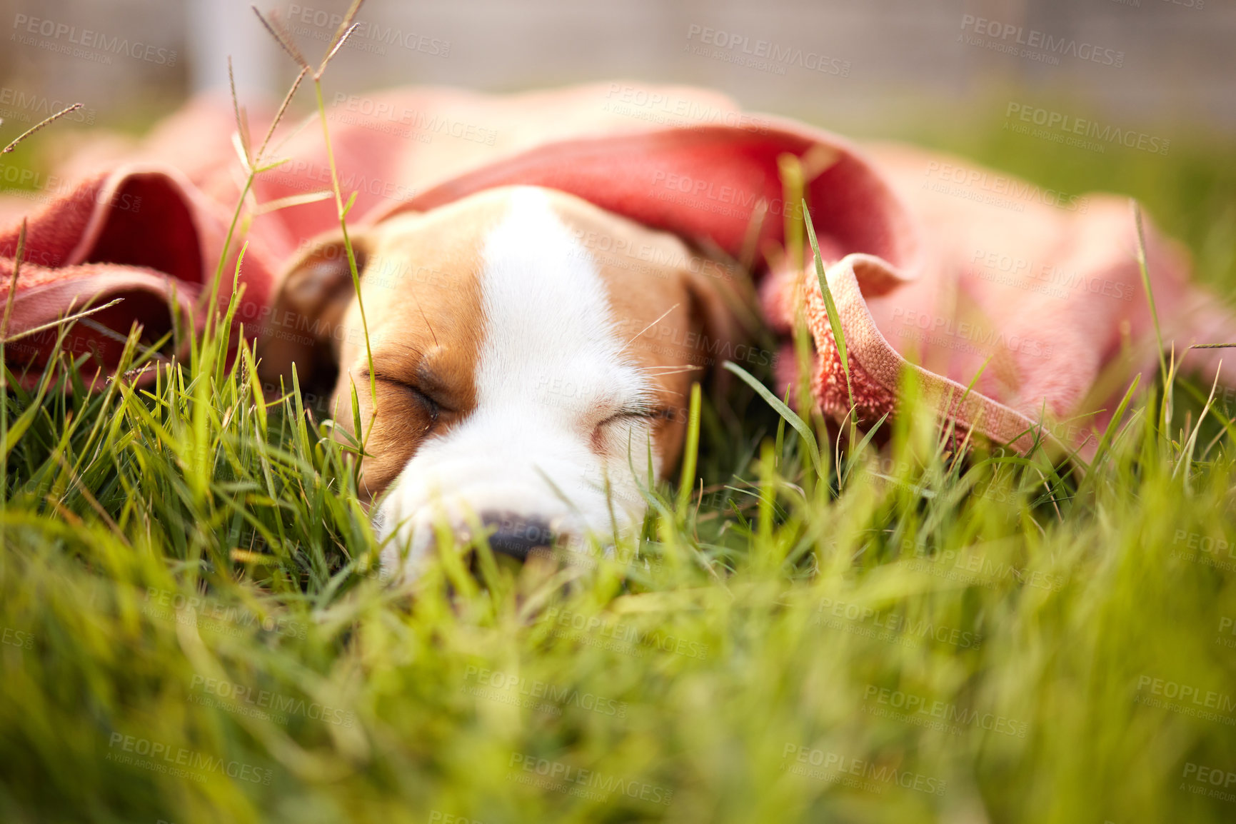 Buy stock photo Shot of a cute puppy sleeping on the grass