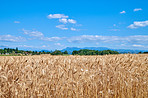 Countryside, farmland and forest - close to Lyon, France