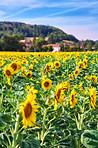 Countryside, farmland and forest - close to Lyon, France