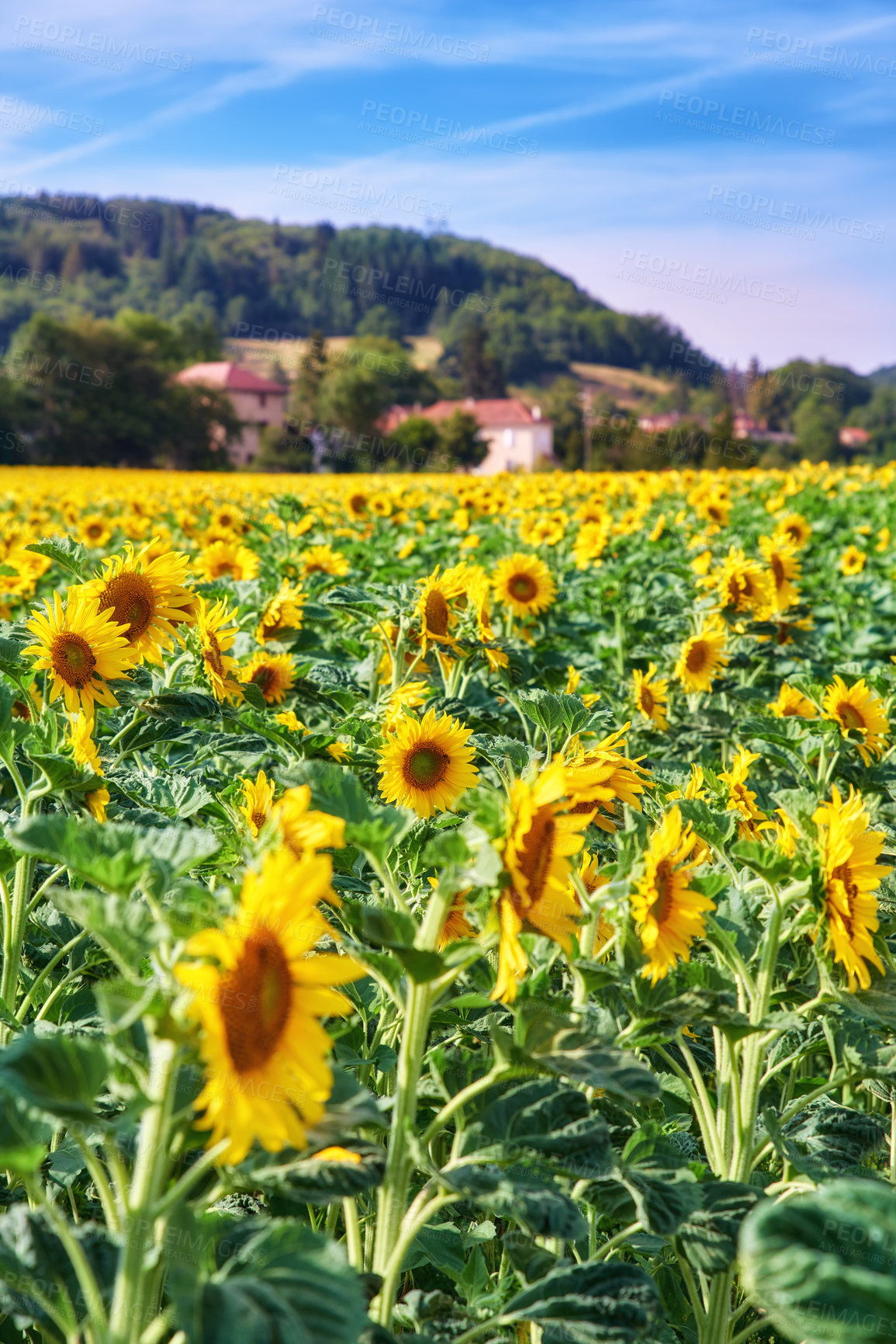 Buy stock photo A series of photos of countryside, farmland and forest close to Lyon, France