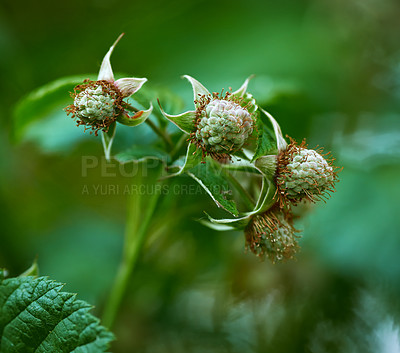 Buy stock photo A series of beautiful garden photos