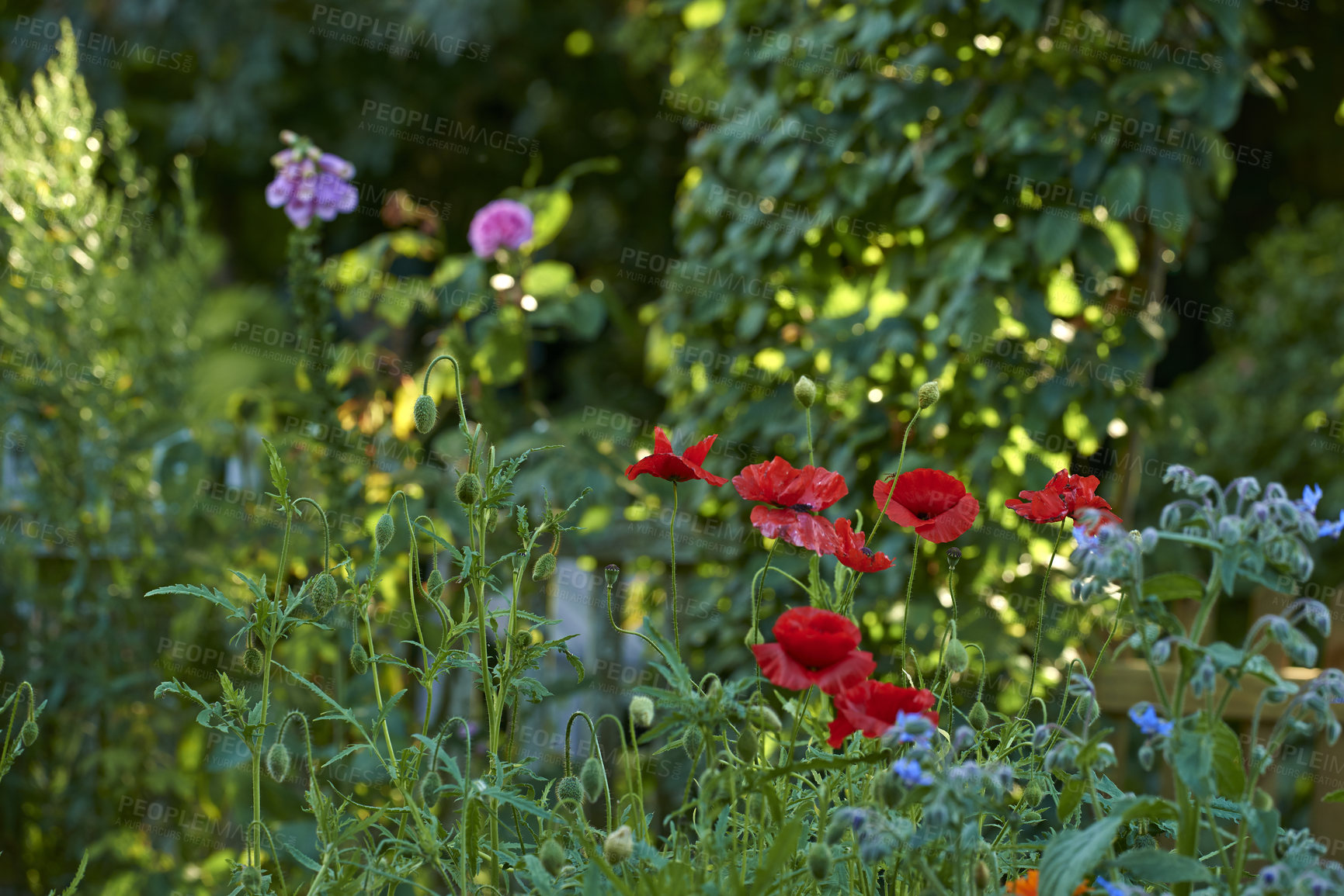 Buy stock photo Gardening, growth and spring with flowers in backyard of home for botany or cultivation. Background, horticulture and wallpaper with colorful plants growing outdoor in green garden for landscaping