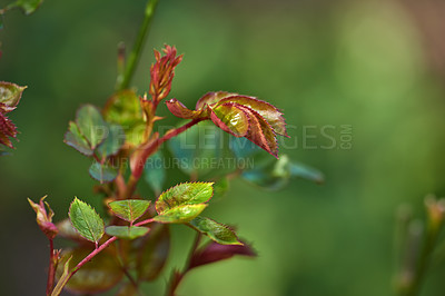 Buy stock photo A series of beautiful garden photos