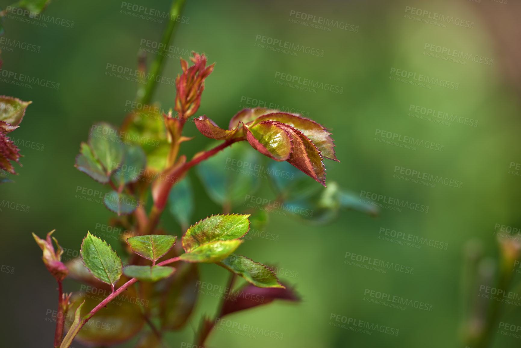 Buy stock photo A series of beautiful garden photos