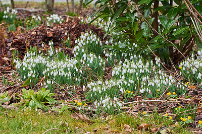 Buy stock photo Closeup of beautiful white Snowdrops in nature . Zoom in on seasonal flowers growing in a peaceful field or forest. Macro details, texture and natural pattern of blossom in relaxing, quiet woods