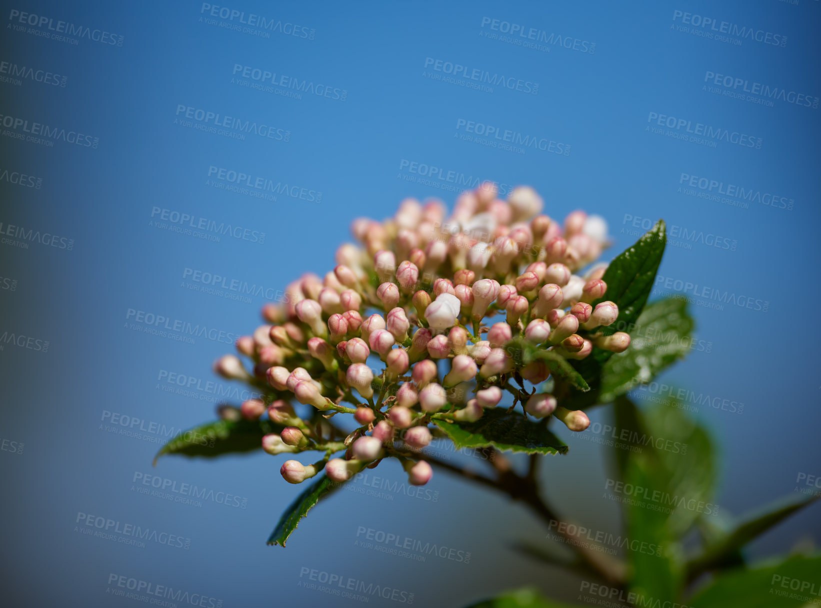 Buy stock photo A series of beautiful garden photos