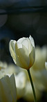 White tulips in my garden