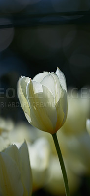 Buy stock photo Beautiful white tulips in my garden in early springtime