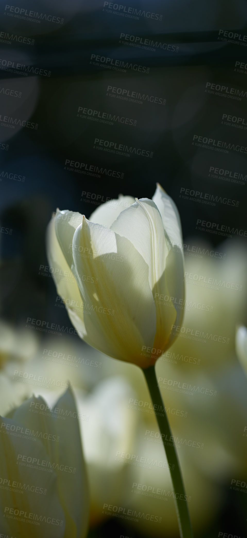 Buy stock photo Beautiful white tulips in my garden in early springtime