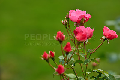 Buy stock photo A photo of a beautiful rose in the garden