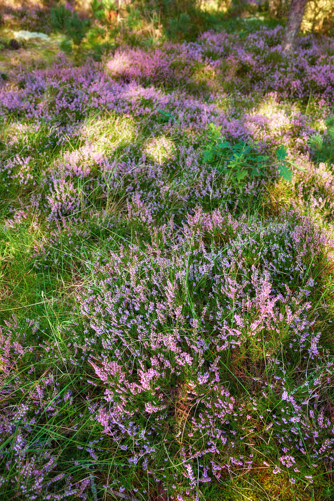 Buy stock photo A series of beautiful garden photos