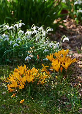 Buy stock photo Bright Crocus flowers growing in a lush garden on a spring day. Vibrant yellow plants blooming outdoors in nature on a sunny summer afternoon. Colorful foliage blossoming outside in a yard