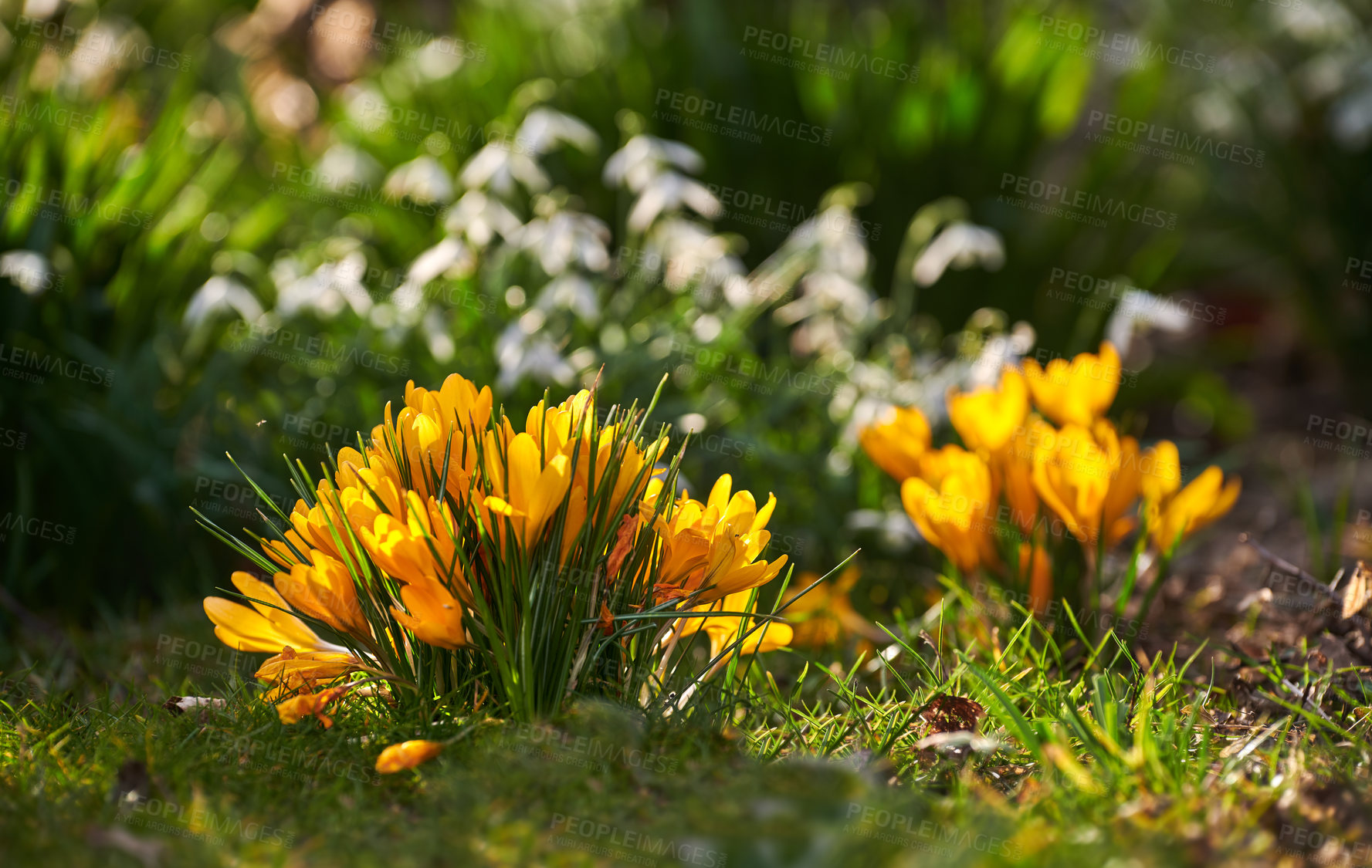 Buy stock photo Beautiful crocus in my garden in springtime