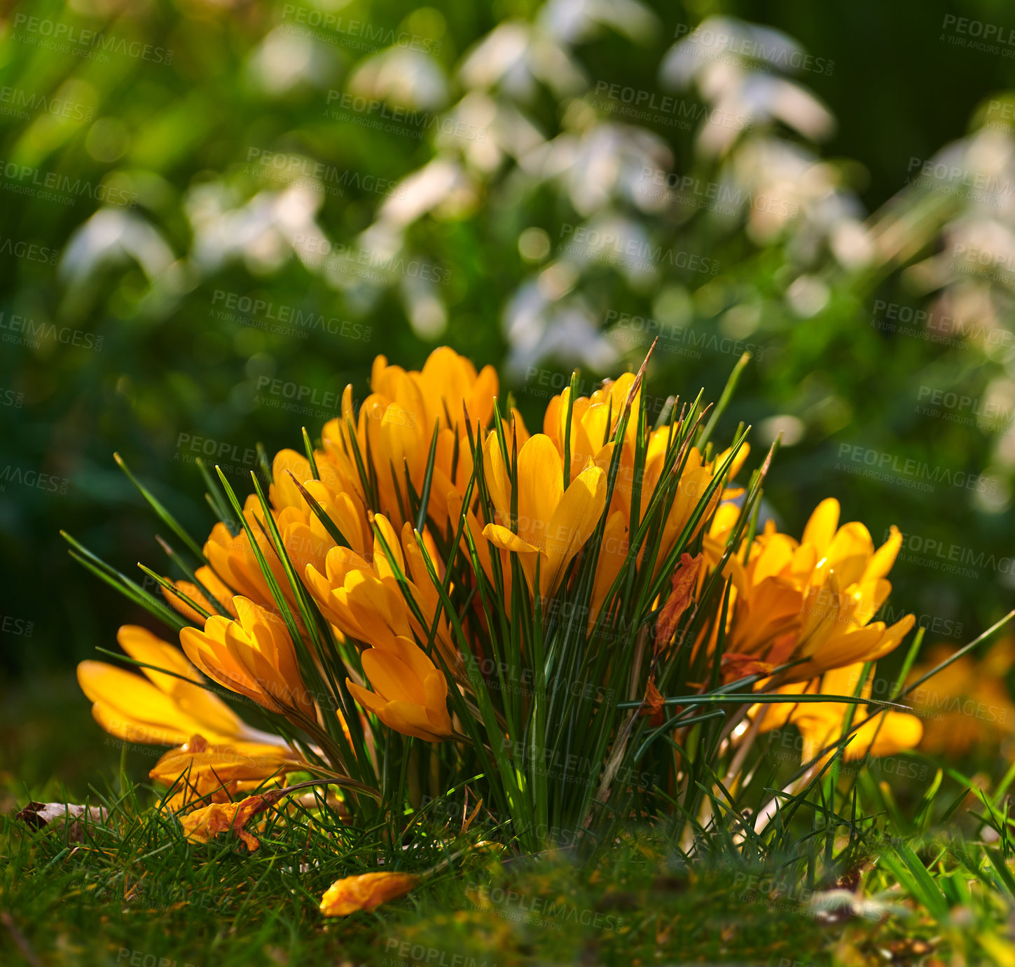 Buy stock photo Bright crocus flavus flowers growing in a lush garden on a spring day. Vibrant yellow plants blooming outdoors in nature on a sunny summer afternoon. Colorful foliage blossoming outside in a yard