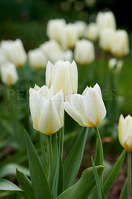 Buy stock photo Beautiful white tulips in my garden in early springtime