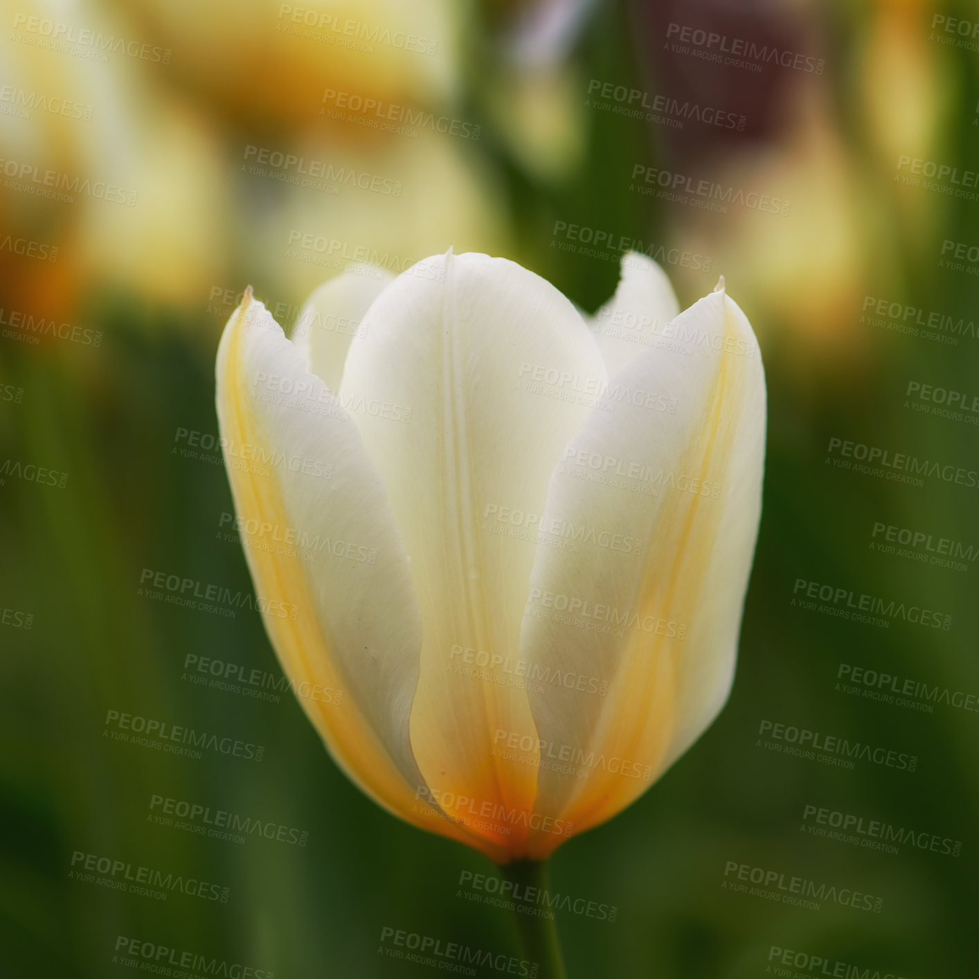 Buy stock photo Beautiful white tulips in my garden in early springtime