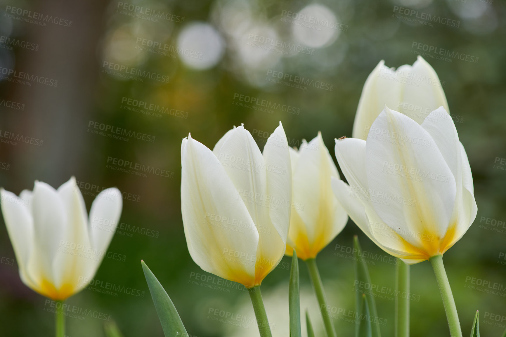 Buy stock photo Beautiful white tulips in my garden in early springtime