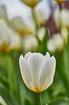 White tulips in my garden