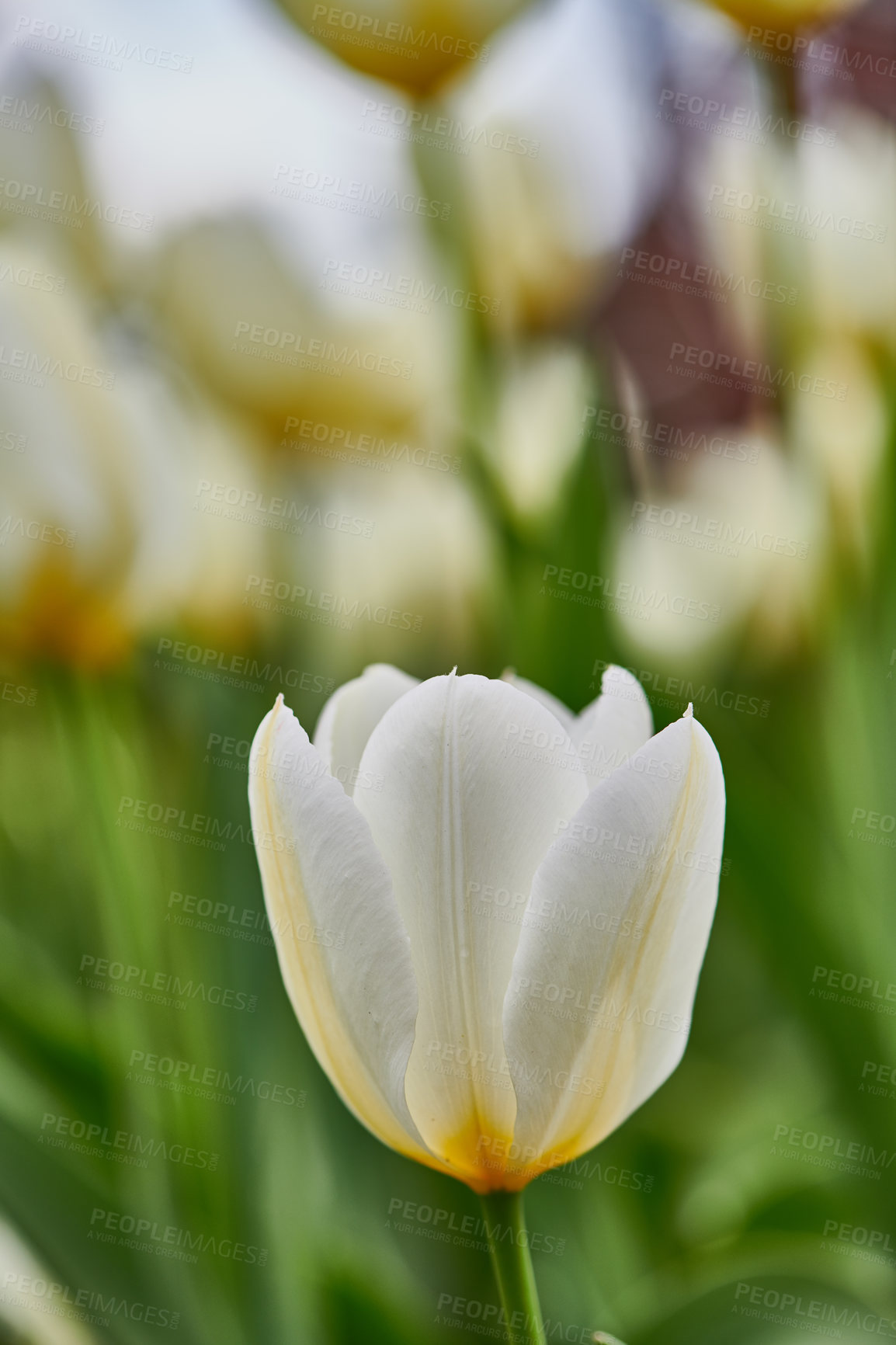 Buy stock photo Beautiful white tulips in my garden in early springtime