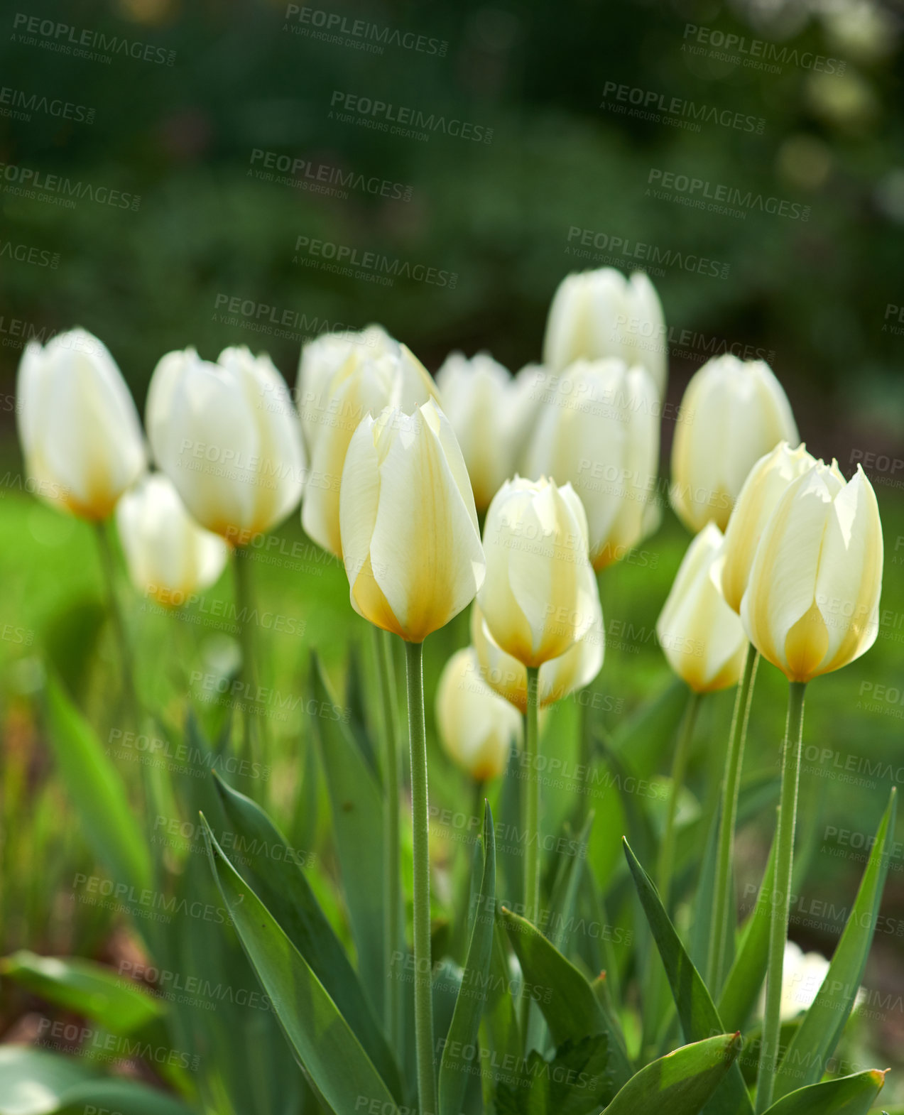 Buy stock photo Beautiful white tulips in my garden in early springtime