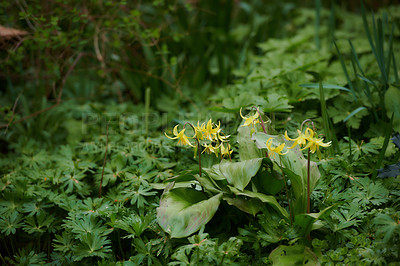 Buy stock photo A series of beautiful garden photos