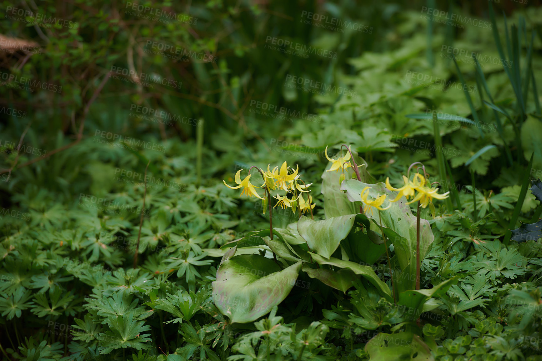 Buy stock photo A series of beautiful garden photos