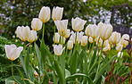 White tulips in my garden