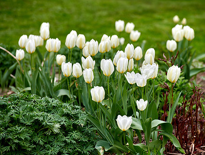 Buy stock photo A series of beautiful garden photos