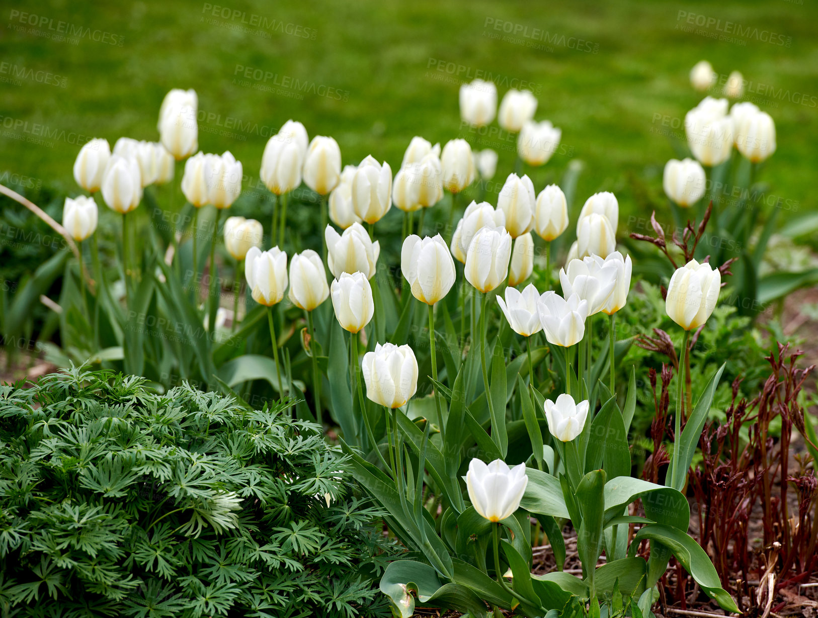 Buy stock photo A series of beautiful garden photos